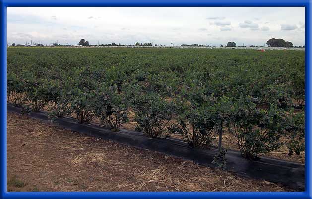 Blueberries - Drip Irrigation