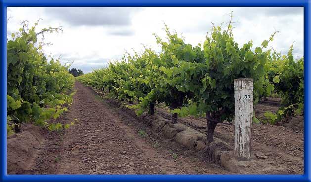 Vines on Drip Irrigations - 