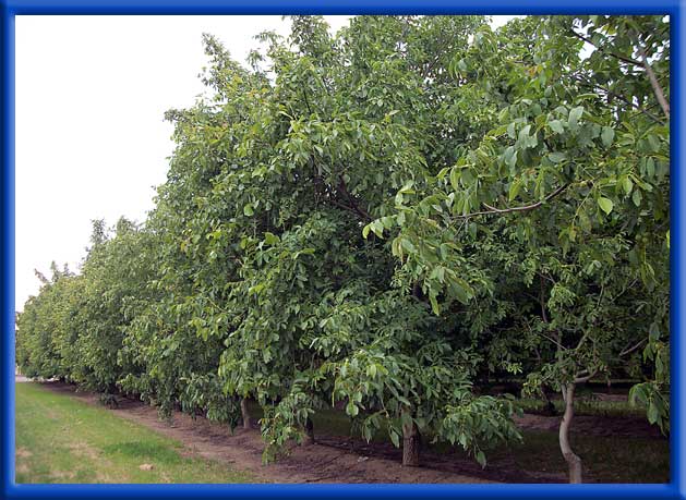 Young Walnut Trees Hedge Row - Sprinklers - Excessive Boron Problem Before Water Changers