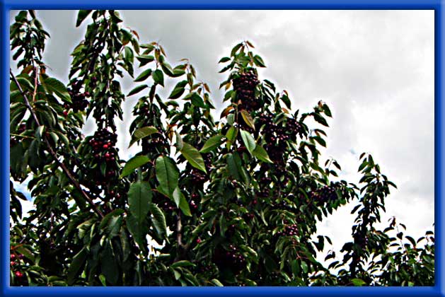 Cherries on Sprinklers - San Joaquin County Great size and quality
