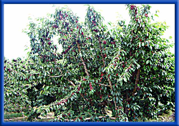 Cherries on Sprinklers - San Joaquin County