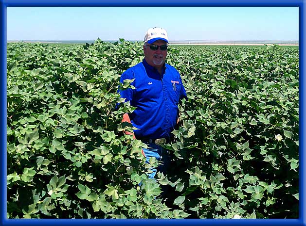 Double the growth of untreated cotton planted at same time - Drip irrigationCalifornia