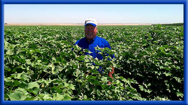 Increased size and yield compared to untreated cotton in same area - Drip irrigationCalifornia