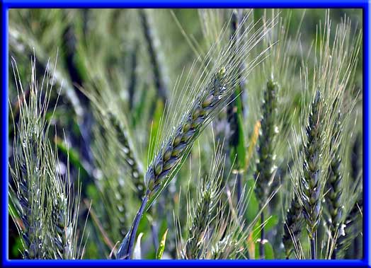 Wheat - Increased production