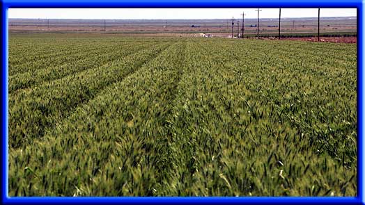 Wheat - Water reduction Drip irrigation
