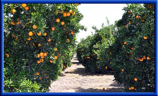 Oranges - Increased yield