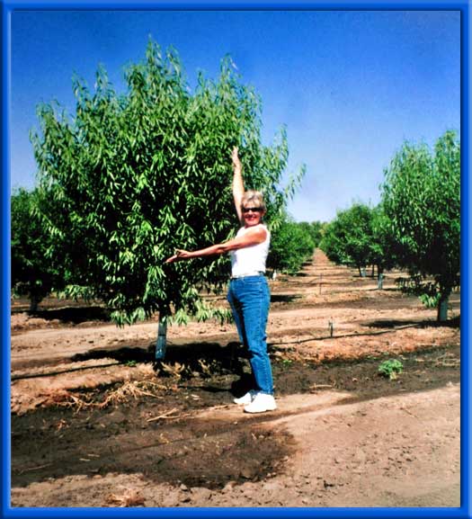 NEW ALMOND TREES - 7 MONTHS LATER - NONPAREIL SANDY/CLAY LOAM SOIL