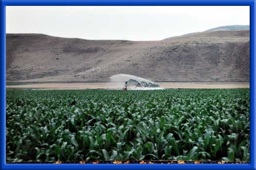 ROW CROPS AND CIRCLE PIVOT - UNIFORM AND INCREASED GROWTH CLEAN PIPES AND SPRINKLERS