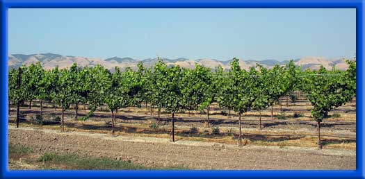 YOUNG VINEYARDS - CLEAN DRIP LINES