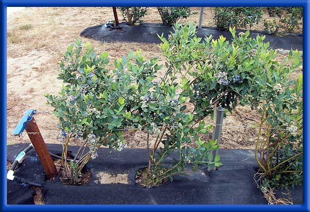 Young Blueberries - Drip Irrigation