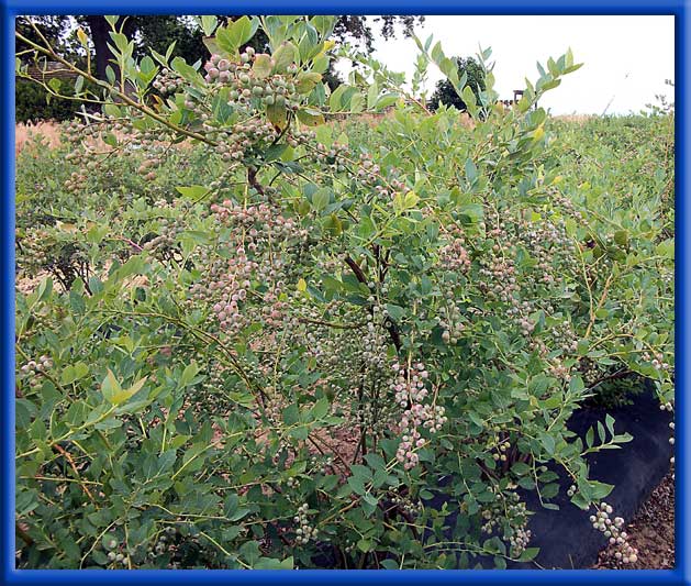 Blueberries - Drip Irrigation