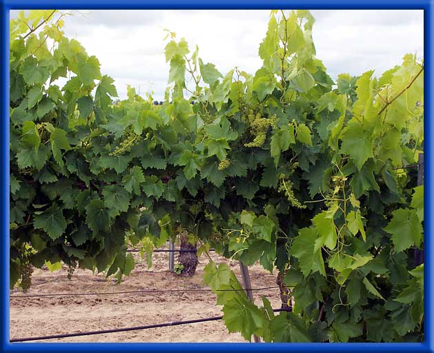 Vines on Drip Irrigations - 