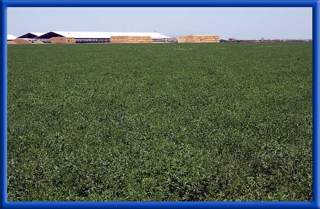 Alfalfa at a Dairy - 