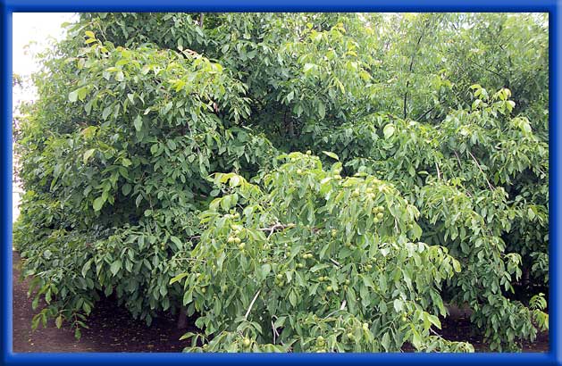 Walnut Trees - Sprinklers - Before Water Changers, Land was Boron Toxic