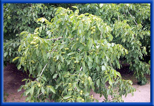 Walnut Crop - Huge increase in production