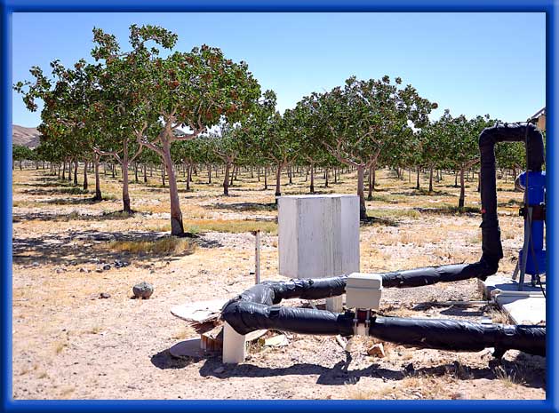 Pistachios now producing in Mojave Desert - AC Well Site