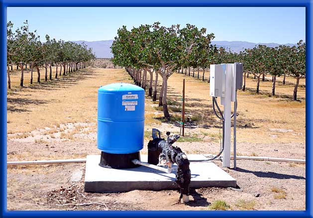  - Young Pistachio Orchard - Mojave Desert