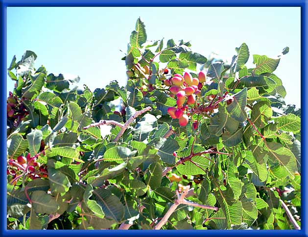 Before Water Changers Treatment, Trees were Dying - After Treatment, Healthy Pistachio Producing Trees - Mojave Desert