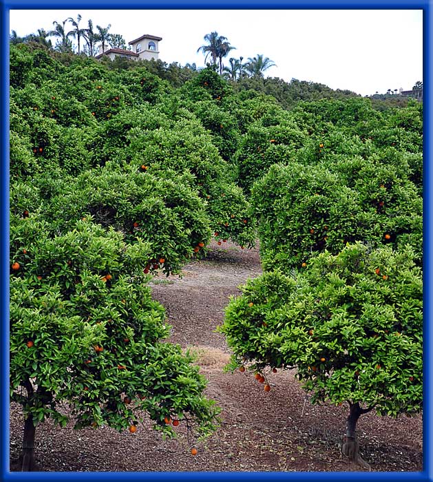 Citrus - Micro Sprinklers - Bonsall, Ca.