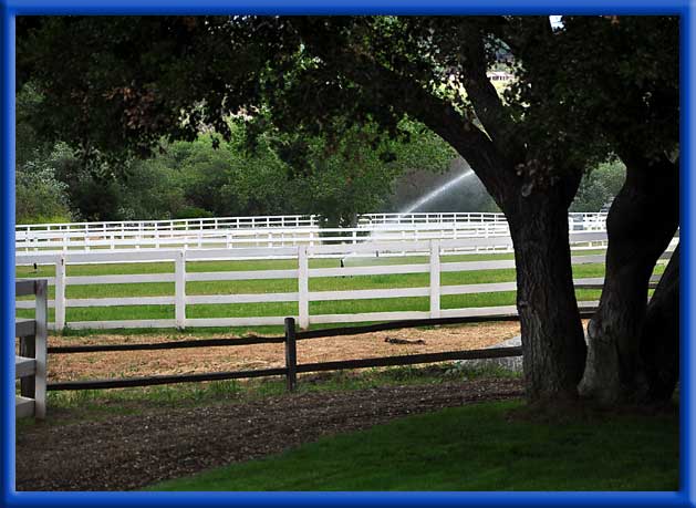  - Green Vegetation - Landscaping