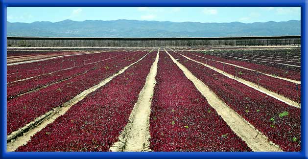 Water Changers Treated Lettuce - Sprinklers - California/Mexican Border