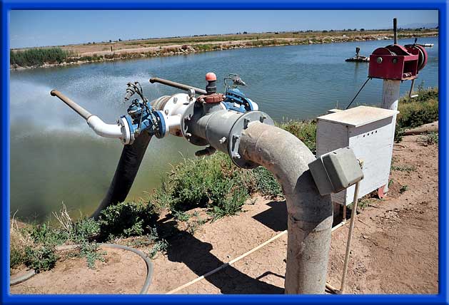 Fresh Water Reservoir - Dairy Cows - Imperial Valley, Ca