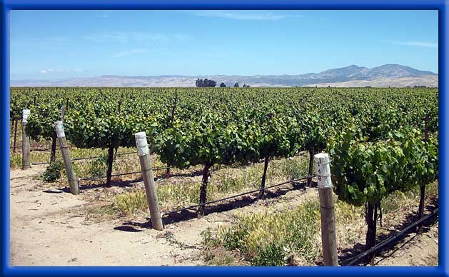 COASTAL VINEYARD - CLEAN DRIP LINES