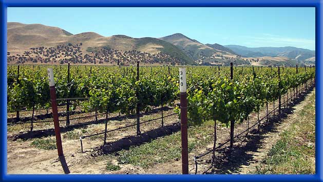 COASTAL YOUNG VINES - CLEAN DRIP LINES