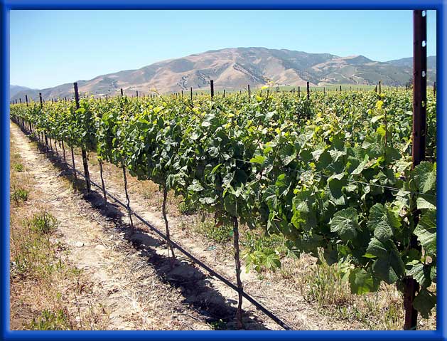 YOUNG VINEYARD - DRIP IRRIGATION