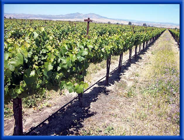 VINEYARD - DRIP IRRIGATION