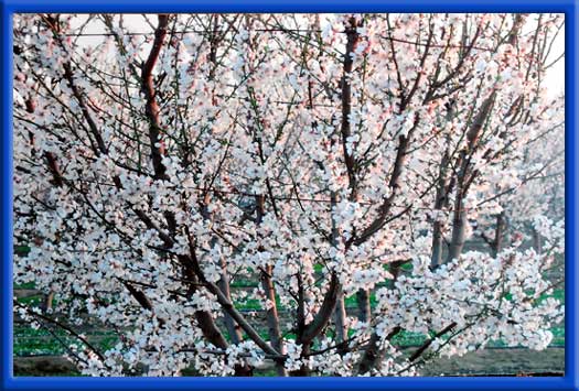 3 YEAR OLD ALMONDS, UNIFORM BLOOM - 