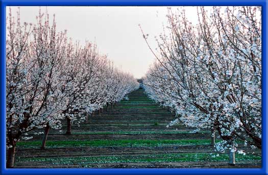 HARD SHELLS AND SOFT SHELLS BLOOMING AT THE SAME TIME - 3 YEAR OLD TREES 2,105 POUNDS NONPAREIL 2,096 POUNDS ALDRICH