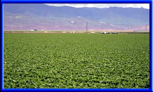Lettuce - Drip irrigation