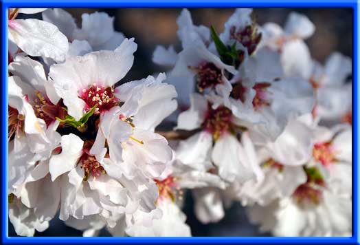 Healthier bloom - More frost resistant