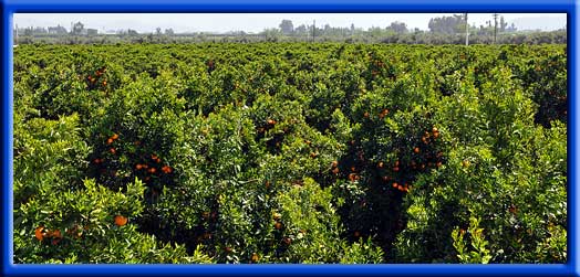 Oranges - Increased frost protection