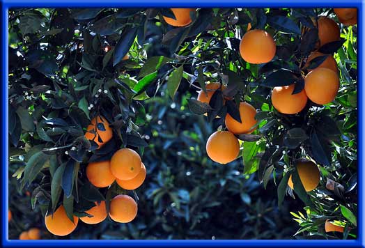 Oranges - Reduced cost