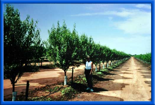 NEW ALMOND TREES - 7 MONTHS LATER - ALDRICH HARDPAN, HEAVY CLAY SOIL