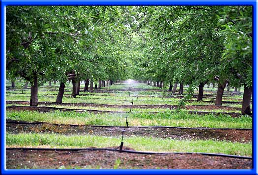  - Clean Micro sprinklers