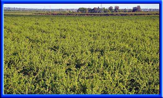  - Almonds uniform growth