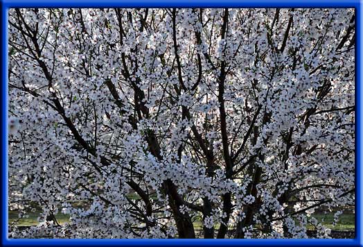 Almonds - Increased bloom strength and bud wood