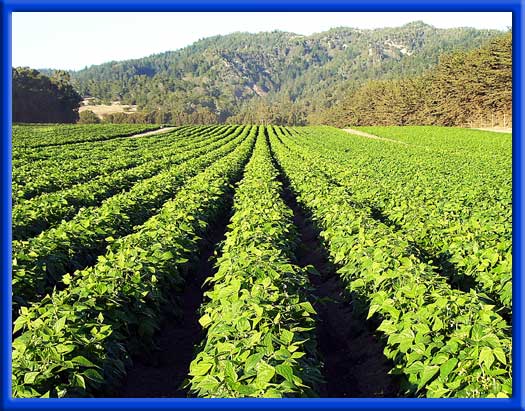 ORGANIC ROW CROPS - SPRINKLERS