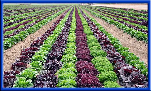 Organic lettuce - Drip irrigation