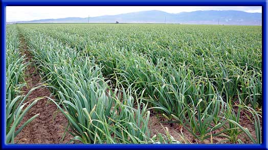 Onions - Drip irrigation